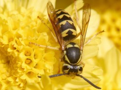 Hilfreiche Maßnahmen bei einem Bienen- oder Wespenstich