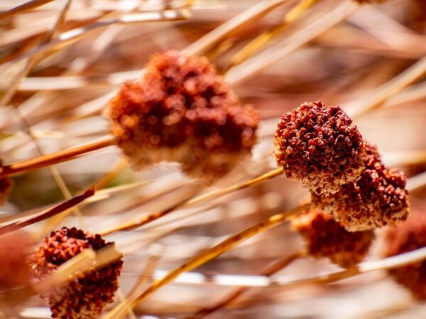 Glutenfreie Ernährung: Fakten und Mythen